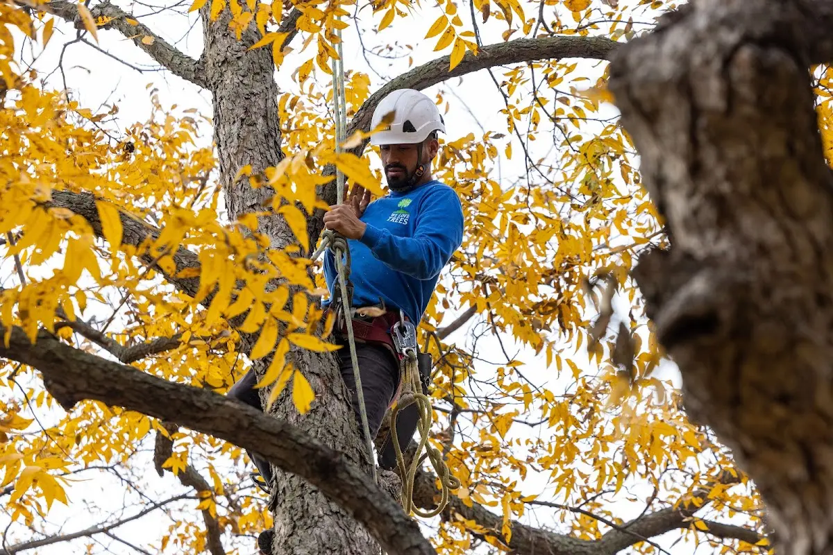 Skilled Tree Transplanting crew working in Kernersville