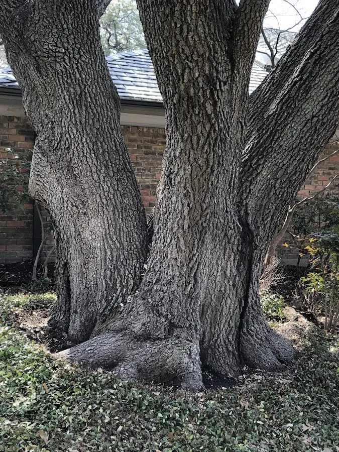 Mature heritage tree close to a Kernersville property cared for by certified arborists